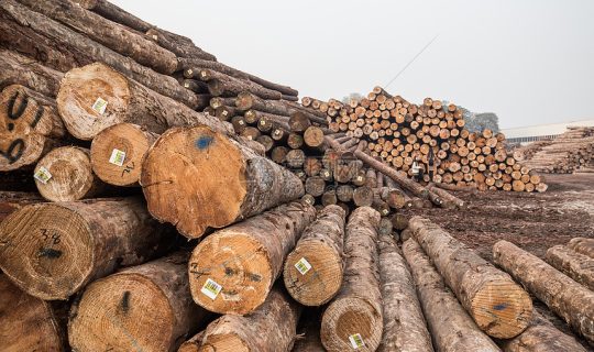 Log Wood
