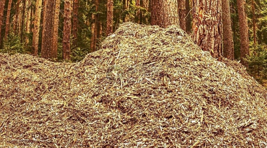 Raw Material Costs