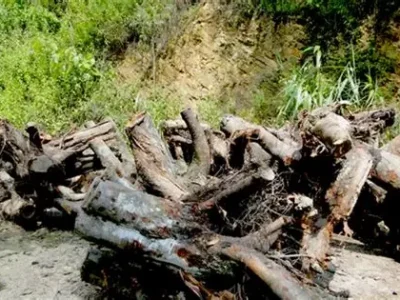 Tree Root Crusher (2)