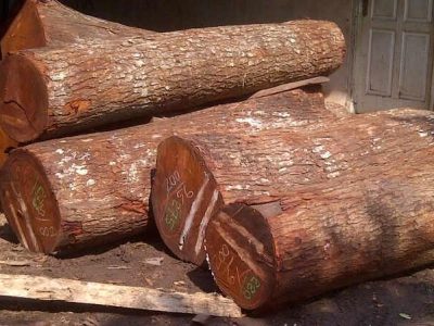 wood debarking machine can process (2)